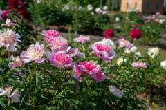 HEINÄKUINEN SOKKOMATKA