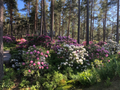 KULTARANTA, NAANTALIN VANHA KAUPUNKI, RAISION ALPPIRUUSUPUISTO JA VICTORIAN PUUTARHA,  matka täyteen varattu